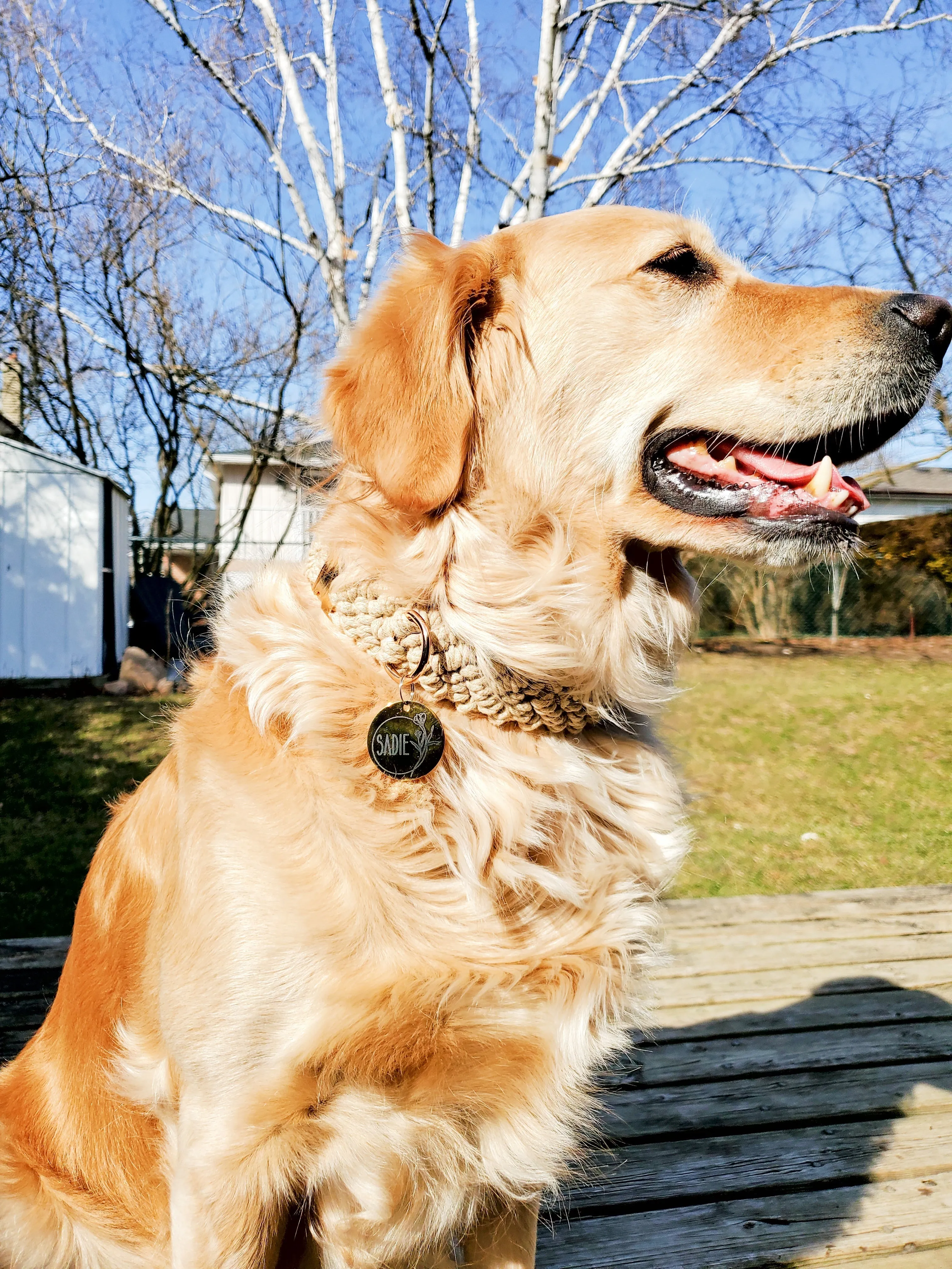 Rose Gold Pet ID Tag | Round Laser Engraved Dog Tag Stainless Steel